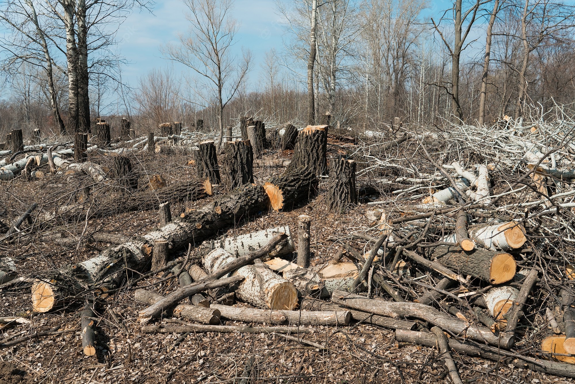 deforestacion-area-tala-arboles-tablas-madera_263357-491 - Atentos